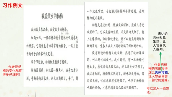 统编版三上第五单元 习作例文：我爱故乡的杨梅   课件
