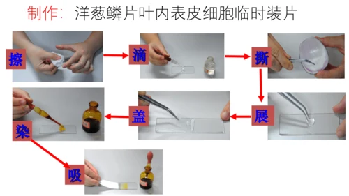 2.1.2 植物细胞（同步课件）-2023-2024学年七年级生物上册同步精品课堂（人教版）(共28