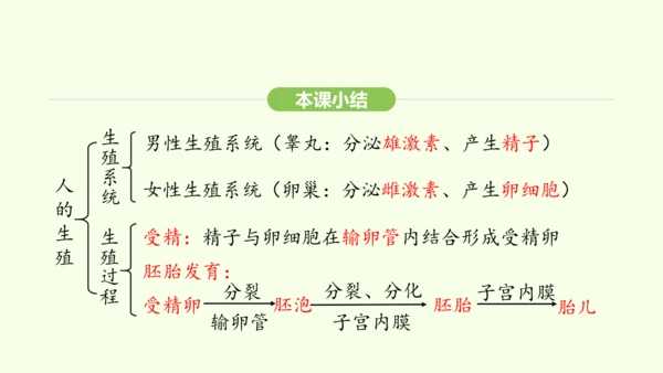 第四单元-第一章-第一节 人的生殖课件-2024-2025学年七年级生物下学期人教版(2024)(共