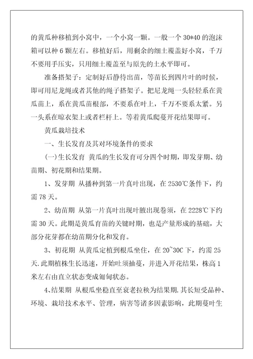 阳台黄瓜种植技术黄瓜种植栽培管理技术