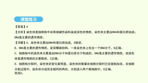 7.2.2基因在亲子代间的传递课件-人教版生物八年级下册(共29张PPT)