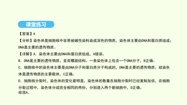 7.2.2基因在亲子代间的传递课件-人教版生物八年级下册(共29张PPT)