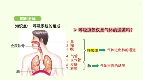 第四单元-第三章-第一节-呼吸道对空气的处理课件-2024-2025学年七年级生物下学期人教版(20