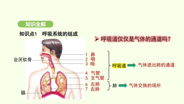 第四单元-第三章-第一节-呼吸道对空气的处理课件-2024-2025学年七年级生物下学期人教版(20