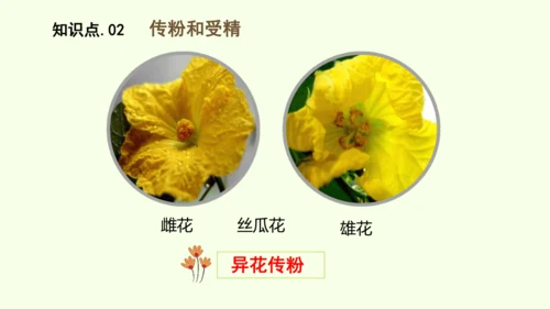 3.1.3开花和结果-七年级生物下学期同步精品课件（2024人教版）(共27张PPT)