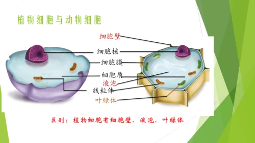 人教版七年级生物上册第一章认识生物第二章认识细胞复习课件(共23张PPT)