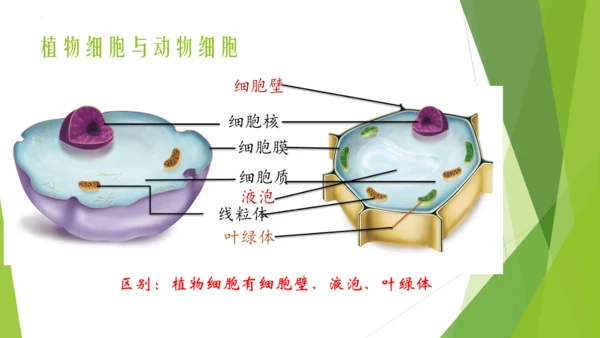 人教版七年级生物上册第一章认识生物第二章认识细胞复习课件(共23张PPT)