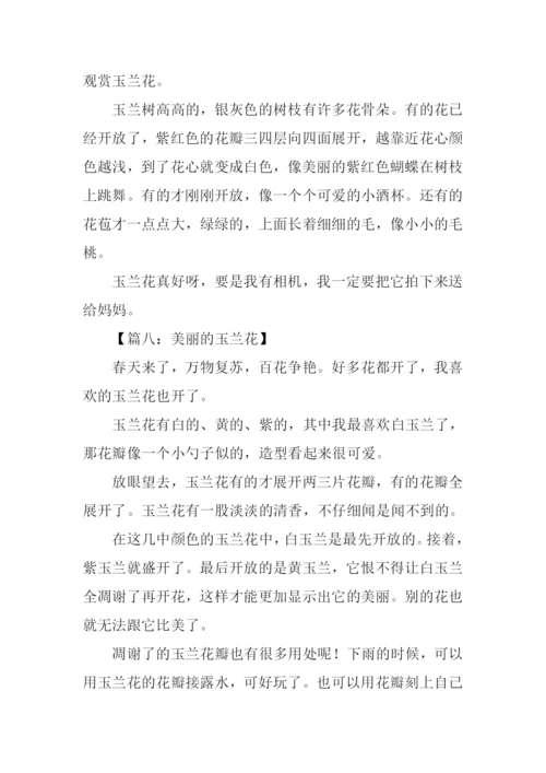 美丽的玉兰花作文200字.docx