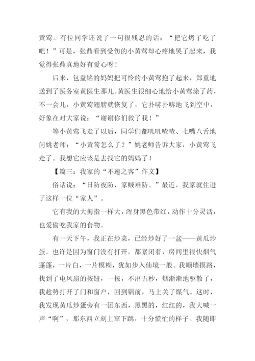 关于不速之客的作文.docx