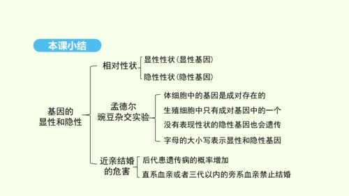 7.2.3基因的显性和隐性课件-人教版生物八年级下册(共31张PPT)