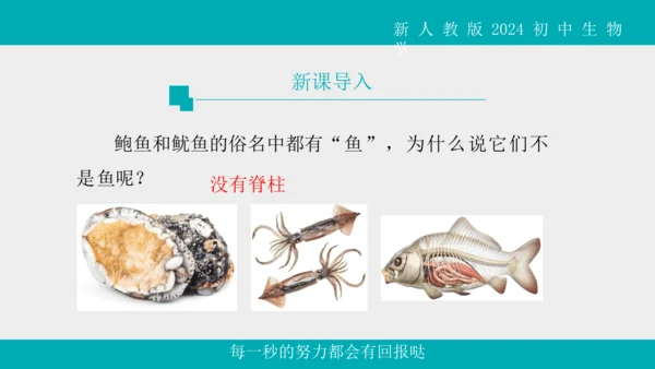 人教版生物七年级上册2.2.1《无脊椎动物》教学课件(共40张PPT)+视频素材