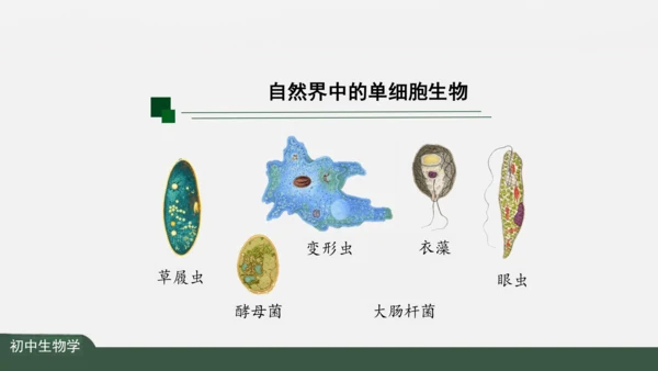 2.2.4 单细胞生物 课件（共24张PPT）