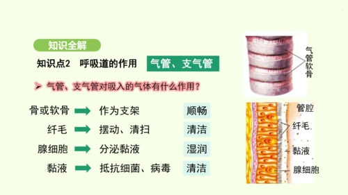 第四单元-第三章-第一节-呼吸道对空气的处理课件-2024-2025学年七年级生物下学期人教版(20