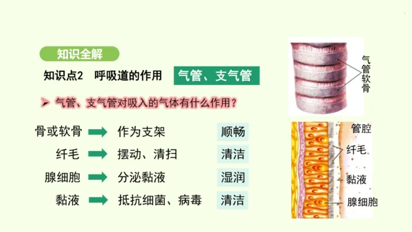 第四单元-第三章-第一节-呼吸道对空气的处理课件-2024-2025学年七年级生物下学期人教版(20