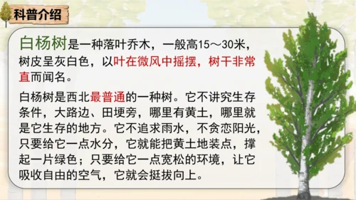 15 白杨礼赞 课件