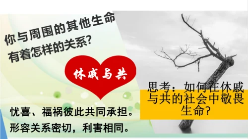 2022-2023学年部编版道德与法治七年级上册8.2 敬畏生命 课件（共27张PPT）