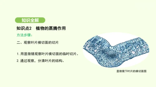 第三单元-第二章-第一节-水的利用与散失课件-2024-2025学年七年级生物下学期人教版(2024