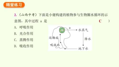 3.2.4植物在自然界中的作用-七年级生物下学期同步精品课件（2024人教版）(共27张PPT)