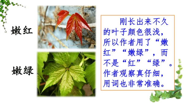 10 爬山虎的脚  课件