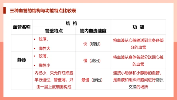 血流的管道，血管课件PPT模板.ppt
