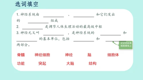 人教版（新课程标准）七年级下册4.6.2  神经系统的组成课件(共20张PPT)