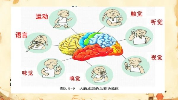 初中生物学人教版（新课程标准）七年级下册4.6.2 神经系统的组成课件(共18张PPT)