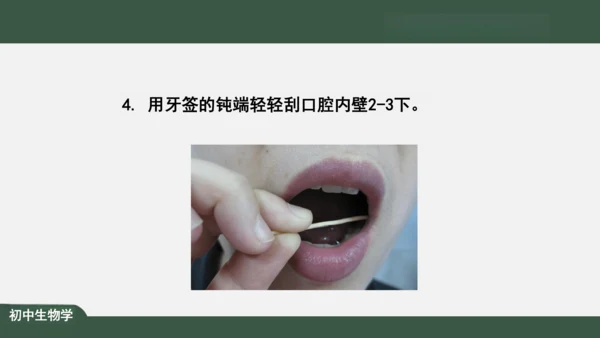 2.1.3 动物细胞 课件（共32张PPT）