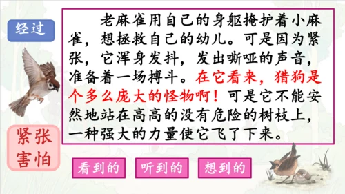 第16课《麻雀》课件