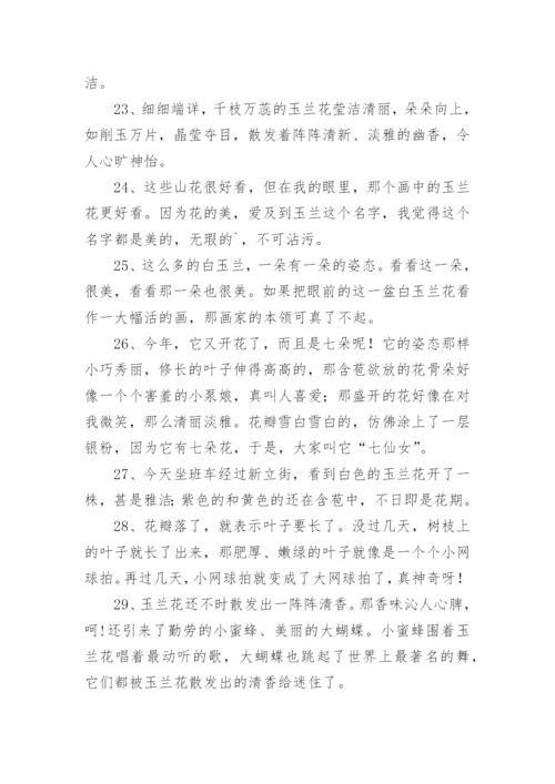 描写玉兰花的优美句子.docx