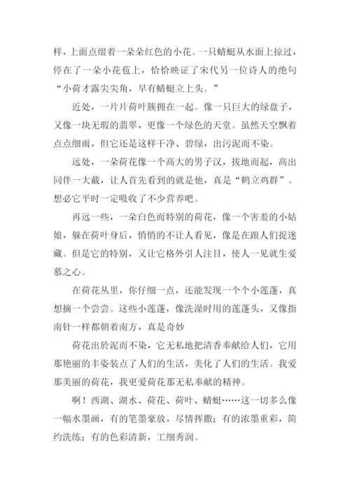 写荷花的作文600字.docx