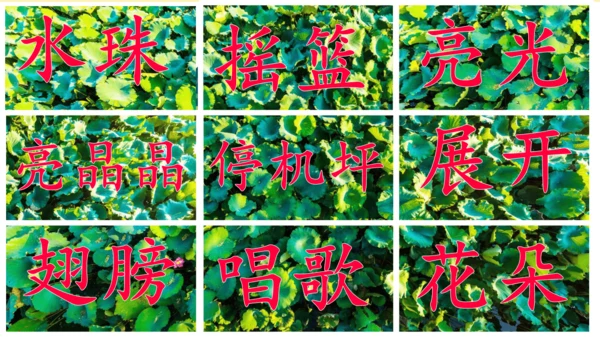 12 荷叶圆圆（课件）