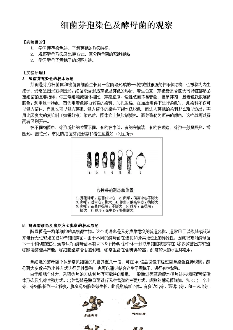 细菌芽孢染色及酵母菌的观察-山东大学