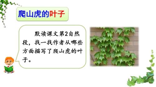 10 爬山虎的脚  课件