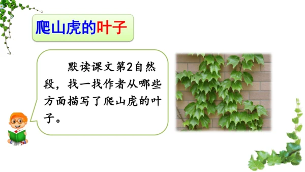 10 爬山虎的脚  课件