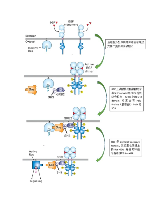 细胞生物学复习资料-General Mechanisms of Signal Transduction II