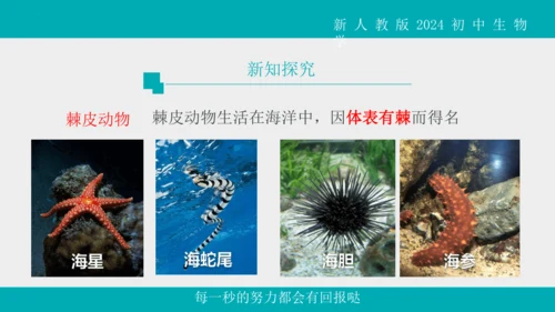 人教版生物七年级上册2.2.1《无脊椎动物》教学课件(共40张PPT)+视频素材