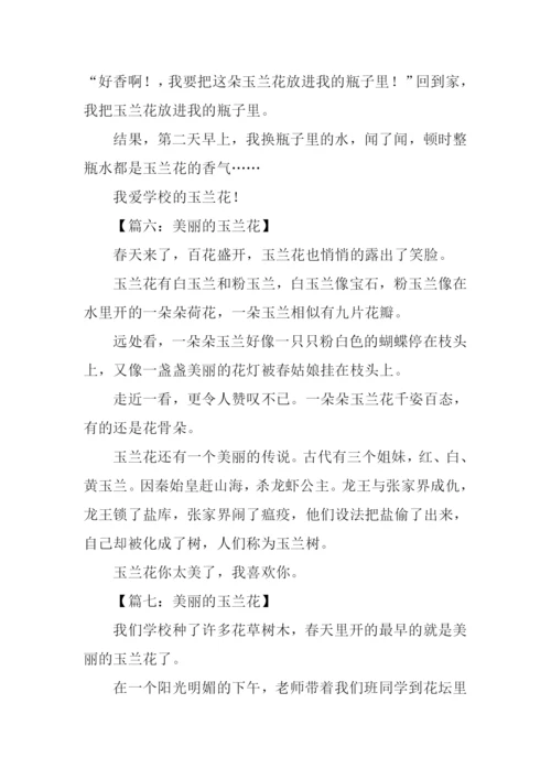 美丽的玉兰花作文200字.docx