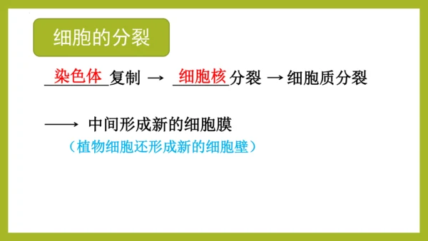 2.2.1细胞通过分裂产生新细胞课件2023--2024学年人教版生物七年级上册(共28张PPT)