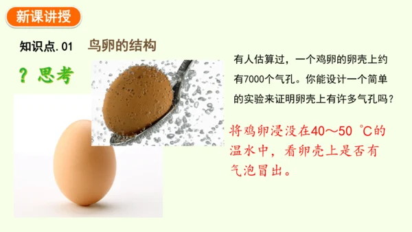 7.1.4鸟的生殖和发育-八年级生物人教版下学期同步精品课件(共24张PPT)