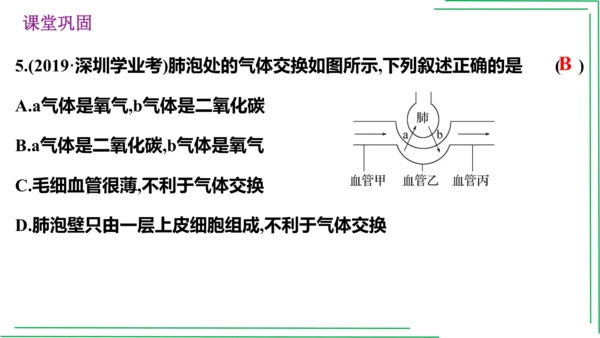 七年级下册 第三章 人体的呼吸【2023春人教七下生物期中期末复习课件】(共28张PPT)