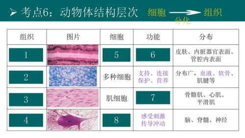 七上 第二单元生物体的结构层次-复习课件(共35张PPT)