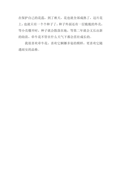 喇叭花的作文400字.docx
