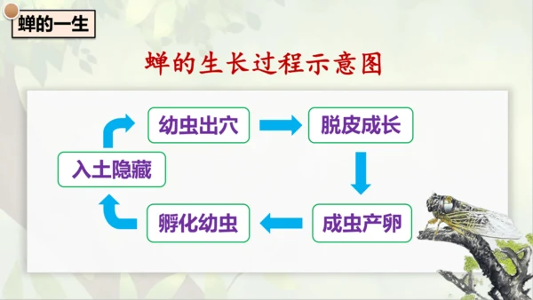 21《蝉》课件