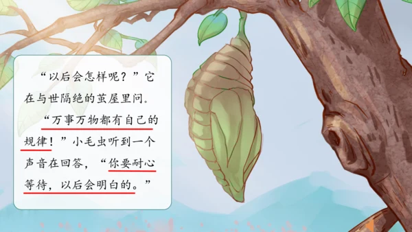 22《小毛虫》课件