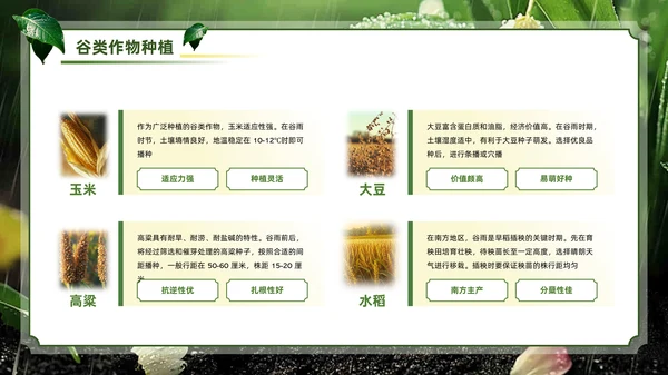绿色系传统文化二十四节气谷雨主题PPT模板
