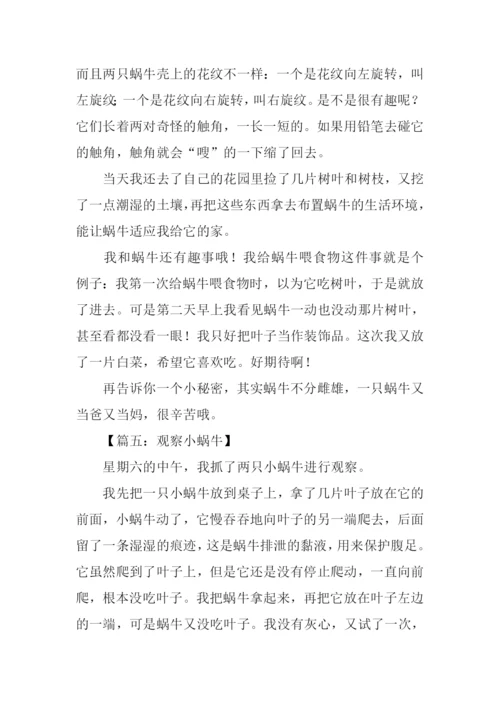 关于观察蜗牛的作文.docx
