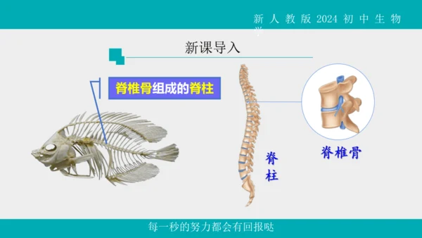 人教版生物七年级上册2.2.2《脊椎动物》（第1课时）课件(共42张PPT)+视频素材