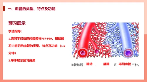 血流的管道，血管课件PPT模板.ppt