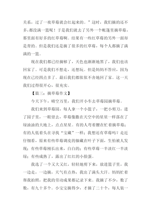 摘草莓的作文300字.docx