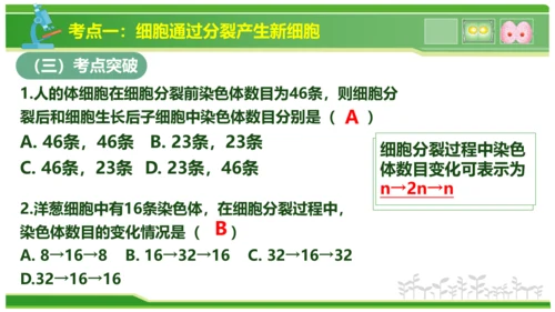 第三章从细胞到生物体（串讲课件）-七年级生物上学期期中考点大串讲（人教版2024）(共40张PPT)